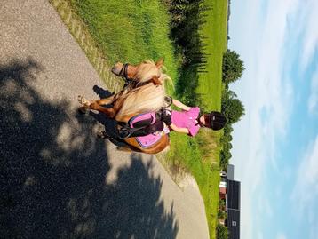 Super lieve kinder Shetlander  beschikbaar voor biedingen