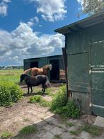 Weidegang Eemnes met inloopstallen, Dieren en Toebehoren, Stalling en Weidegang, Weidegang