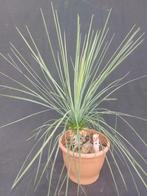 Yucca linearifolia ssp. Galeana, 31, 50 cm, stam 10 cm, Ophalen of Verzenden, Vaste plant, Overige soorten, Volle zon