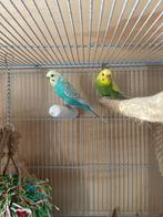 2 lieve grasparkieten met eventueel spullen, Meerdere dieren, Parkiet, Tam