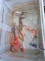 Koi karpers koikarpers koi's vijvervissen, Dieren en Toebehoren, Vissen | Vijvervissen, Karper of Koi