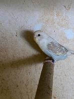 Jonge grasparkiet, Dieren en Toebehoren, Vogels | Parkieten en Papegaaien, Mannelijk, Parkiet