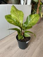 Anthurium hookeri variegata, Huis en Inrichting, Kamerplanten, Ophalen, Overige soorten, Minder dan 100 cm