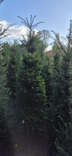 Grote taxus 180/200 kunnen gerooid  leveren kan snel, Ophalen, Bloeit niet, Vaste plant, Volle zon