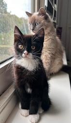 Ragdoll kitten, Dieren en Toebehoren, Katten en Kittens | Overige Katten, Poes