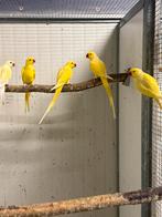 Lutino Halsbandparkieten, Meerdere dieren, Parkiet, Geringd