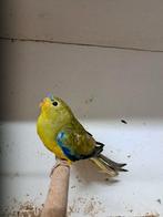 Elegantparkiet wildkleur man,, Dieren en Toebehoren, Mannelijk