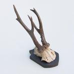 Antiek abnorm zesender REE GEWEI -1927, Verzamelen, Dierenverzamelingen, Ophalen of Verzenden, Gebruikt, Hert, Gewei of Kop