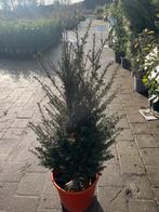 Taxus Baccata - Venijnboom in pot, Vaste plant, Bloeit niet, Halfschaduw, Ophalen