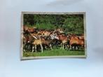 kaart paard veulen dier, Ophalen, 1980 tot heden, Ongelopen, Paard