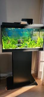 Juwel Primo 60 met onderkast + guppen (endler guppen), Ophalen, Gebruikt, Gevuld zoetwateraquarium