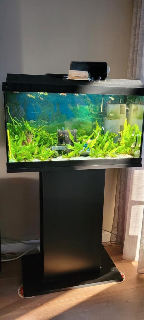 Juwel Primo 60 met onderkast + guppen (endler guppen), Dieren en Toebehoren, Vissen | Aquaria en Toebehoren, Gebruikt, Gevuld zoetwateraquarium