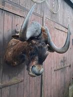 Witstaartgnoe taxidermie. MEENEEMPRIJS €299! Wild - Mancave, Ophalen, Zo goed als nieuw, Wild dier, Opgezet dier