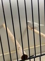 Zebravink, Dieren en Toebehoren, Vogels | Overige Vogels, Tropenvogel