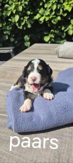 Bernedoodle pups Bernesenner/poedel, Dieren en Toebehoren, Honden | Niet-rashonden, Rabiës (hondsdolheid), 8 tot 15 weken, Groot