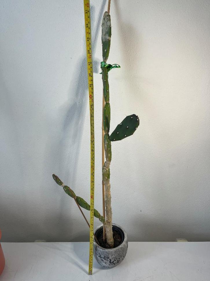 82+cm Opuntia Elata cactus 3jr oud 12cm pot, Huis en Inrichting, Kamerplanten, Cactus, Minder dan 100 cm, Groene kamerplant, Volle zon