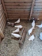 Duiven, Meerdere dieren, Postduif