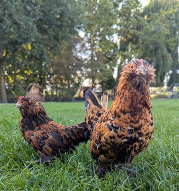 Prachtig tam koppel ukkelse baardkrielen sierkippen  beschikbaar voor biedingen