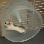 Lieve chinesedwerg, Dieren en Toebehoren, Knaagdieren, Hamster, December, Vrouwelijk, Tam