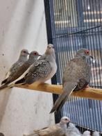 Bonte Diamantduif | Tropische duiven voor volière, Dieren en Toebehoren, Vogels | Duiven, Meerdere dieren, Overige soorten
