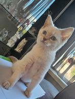 Britse korthaar poes point blauwe ogen, Dieren en Toebehoren, Katten en Kittens | Raskatten | Korthaar, Poes, 0 tot 2 jaar