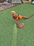 Opgezette fazant goudfazant, Ophalen, Vogel, Opgezet dier