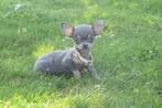 Chihuahua pups kort en langharig kleine taille, Dieren en Toebehoren, België, Rabiës (hondsdolheid), 15 weken tot 1 jaar, Meerdere