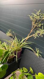Plant met pot €6, Huis en Inrichting, Ophalen, Halfschaduw, Minder dan 100 cm