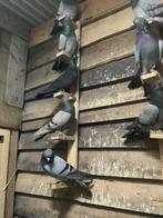 Engelse vlieg tiplers tekoop, Dieren en Toebehoren, Vogels | Duiven, Meerdere dieren, Overige soorten