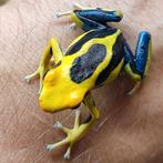 Dendrobates tinctorius 'Regina', Dieren en Toebehoren, Amfibie, 0 tot 2 jaar