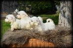 mini Maltezer pups, Dieren en Toebehoren, Honden | Chihuahua's en Gezelschapshonden, België, Maltezer, Rabiës (hondsdolheid), 8 tot 15 weken