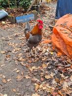Brave haan voor goed huis., Dieren en Toebehoren, Mannelijk, Kip