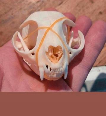 Mooie schedels van een kat / poes Taxidermie cat Skull beschikbaar voor biedingen