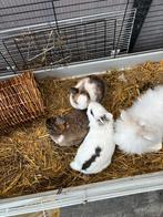 Twee dames konijnen., Dieren en Toebehoren, Konijnen, Vrouwelijk, Dwerg, 0 tot 2 jaar