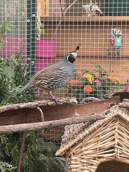 Californische kuifkwartel haantjes, Dieren en Toebehoren, Vogels | Overige Vogels, Tropenvogel, Mannelijk