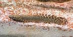 Polypterus Ornatipinnis Kwastvinsnoek, Dieren en Toebehoren, Vissen | Aquariumvissen, Zoetwatervis