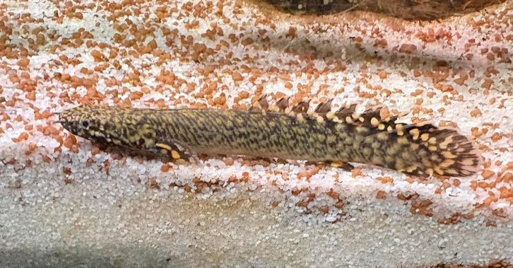 Polypterus Ornatipinnis Kwastvinsnoek, Dieren en Toebehoren, Vissen | Aquariumvissen, Zoetwatervis