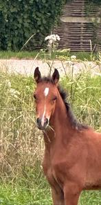 Mooi D pony hengstveulen uit mooie sportlijnen., Met stamboom, Dressuurpony, Niet van toepassing, 0 tot 2 jaar