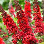 Buddleja dav. Verschillende soorten. Vlinderstruik, Overige soorten, Volle zon, Vaste plant, Ophalen of Verzenden