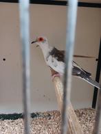 Bonte diamantduiven, Meerdere dieren, Tropenvogel