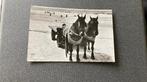 Bakkum Aan Zee Paard met wagen op strand, Gelopen, Noord-Holland, 1960 tot 1980, Ophalen of Verzenden