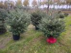 Kerstboom Fraseri, Tuin en Terras, Planten | Bomen, Overige soorten, 100 tot 250 cm, Ophalen, Volle zon