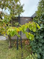 Gratis 2 lange vierkante zwarte houten palen, Ophalen