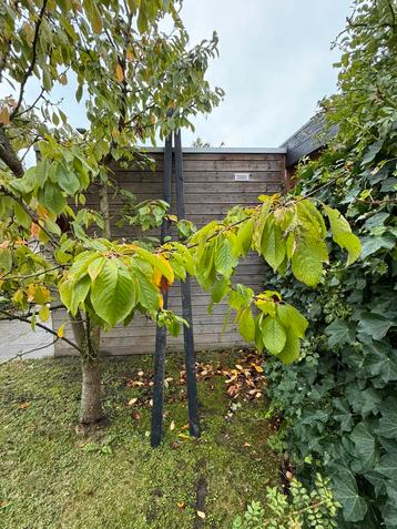 Gratis 2 lange vierkante zwarte houten palen beschikbaar voor biedingen