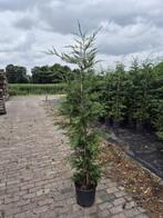 Leylandii haagconiferen weer in alle maten leverbaar, Ophalen of Verzenden, Conifeer, Haag, 100 tot 250 cm