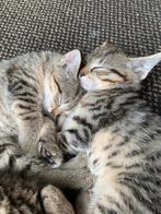 3 kittens, Meerdere dieren, Kortharig, 0 tot 2 jaar