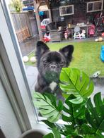 Super mooie Fluffy Franse bulldog puppys. Langharige frenchy, Dieren en Toebehoren, Honden | Bulldogs, Pinschers en Molossers