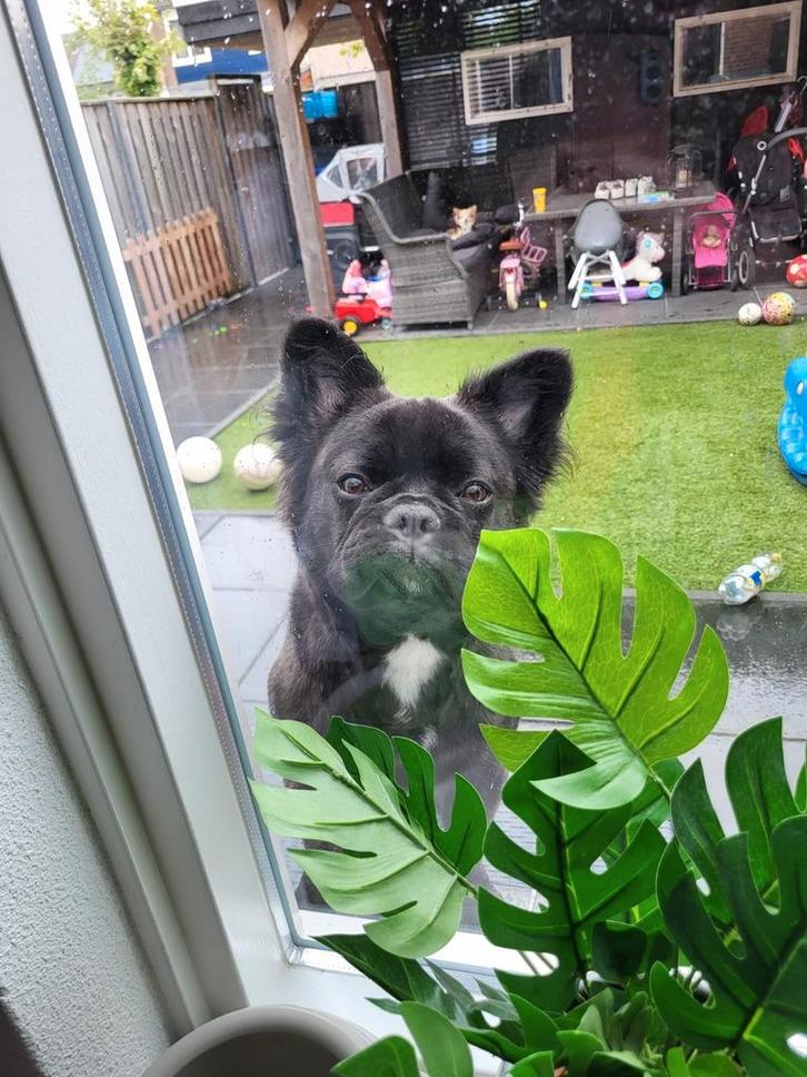 Super mooie Fluffy Franse bulldog puppy. Langharige , reu, Dieren en Toebehoren, Honden | Bulldogs, Pinschers en Molossers, Meerdere dieren