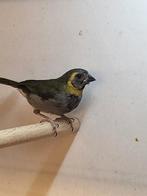 Cubavink Pop (april 2025), Dieren en Toebehoren, Vogels | Overige Vogels, Vrouwelijk, Tropenvogel, Geringd