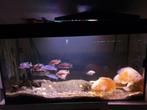 Mooi ciclide aqarium, Ophalen, Gebruikt, Gevuld zoetwateraquarium